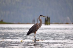 Knight Inlet