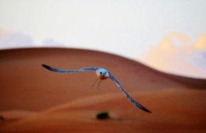 Qasr Al Sarab