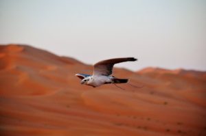 Qasr Al Sarab