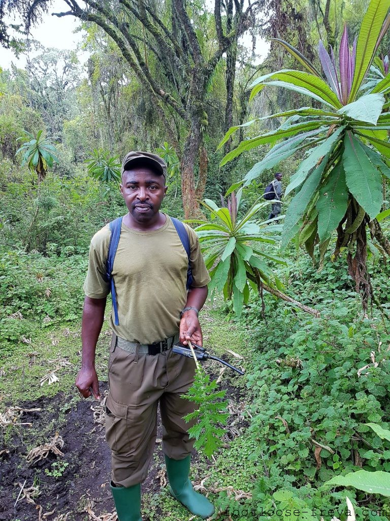 Gorilla Trekking