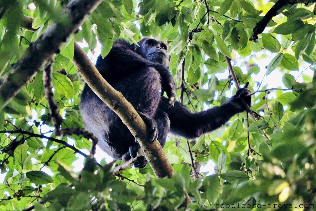 Nyungwe