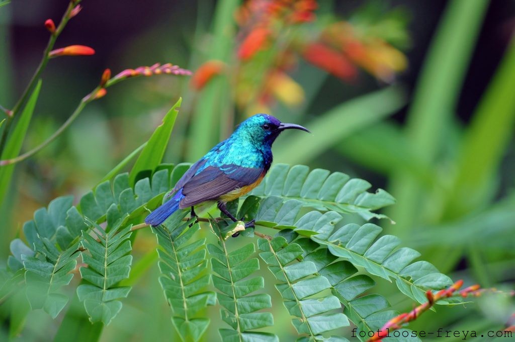 Nyungwe