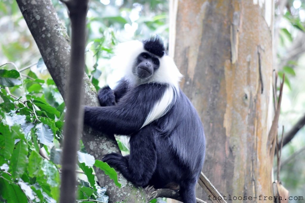 Nyungwe