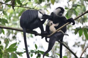 Nyungwe