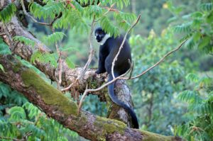 Nyungwe