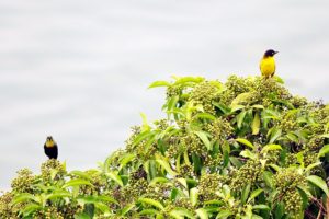 Village Weaver - Lake Kivu