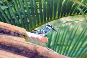 Pied Kingfisher - Lake Kivu