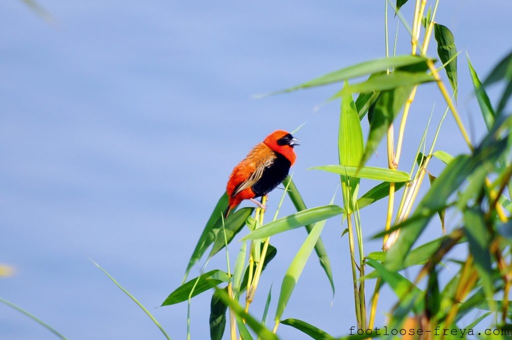 Southern Red Bishop - Lake Kivu