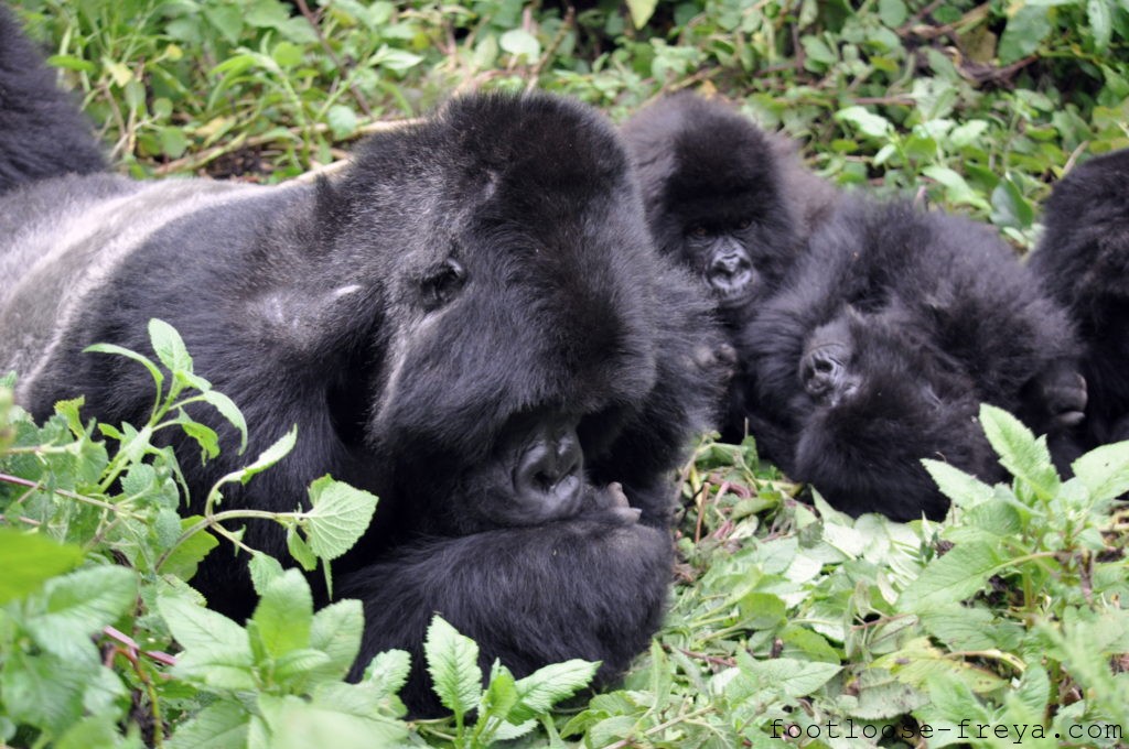 Gorilla Trekking