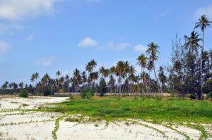 Michamvi, Zanzibar