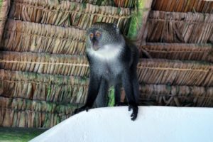 Unguja Lodge, Zanzibar