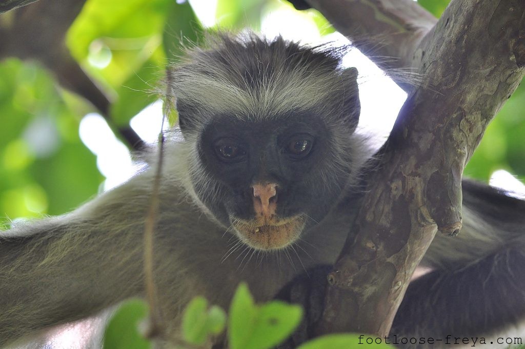 Jozani Forest, Zanzibar