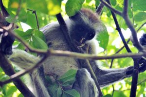 Jozani Forest, Zanzibar