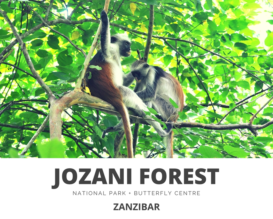 Jozani Forest, Zanzibar