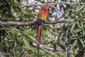 Scarlet macaw