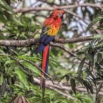 Scarlet Macaw