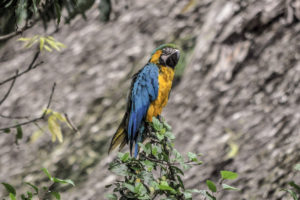 Blue + gold macaw
