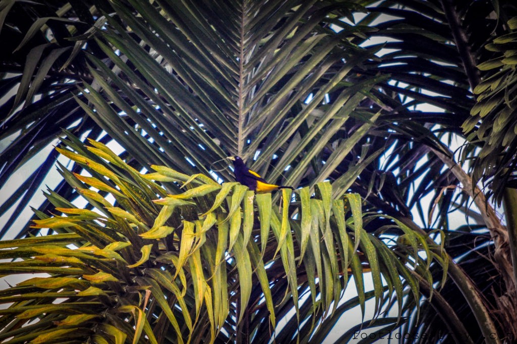 Oropendola, Amazon