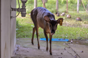 White-Tailed Deer