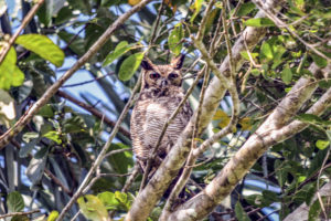 Great Horned Owl