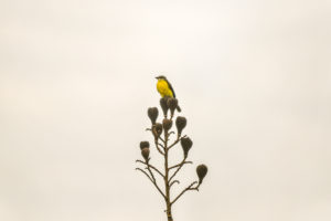 Great Kiskadee, Amazon