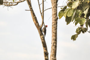 Crimson-crested Woodpecker, Amazon