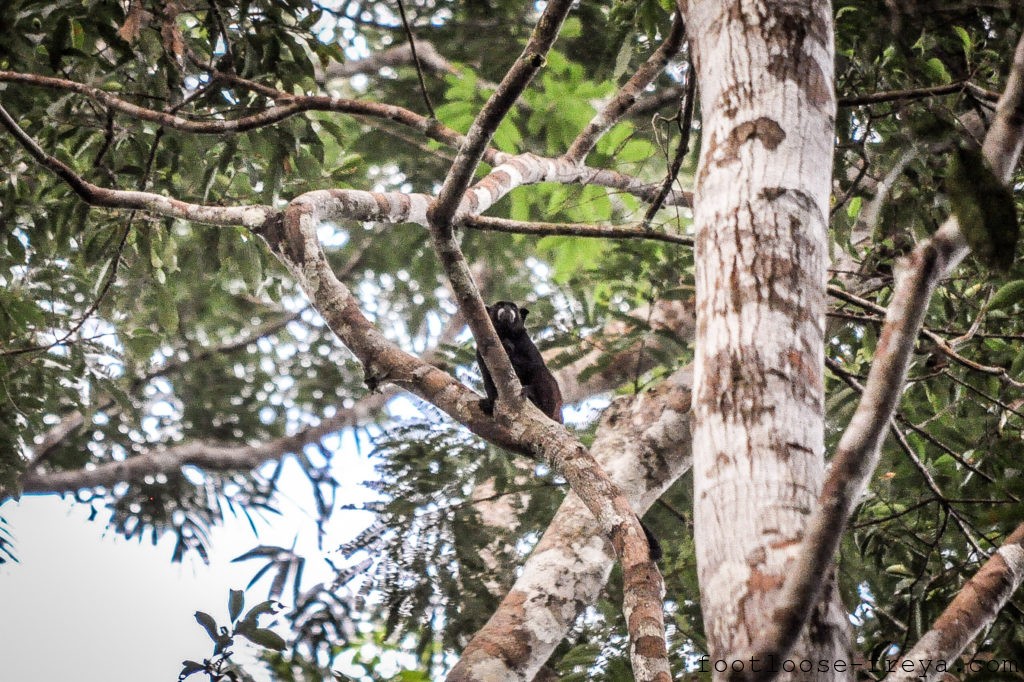 Tamarin, Amazon