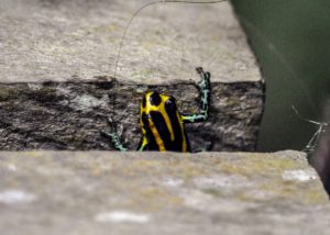 Poison Dart Frog, Amazon