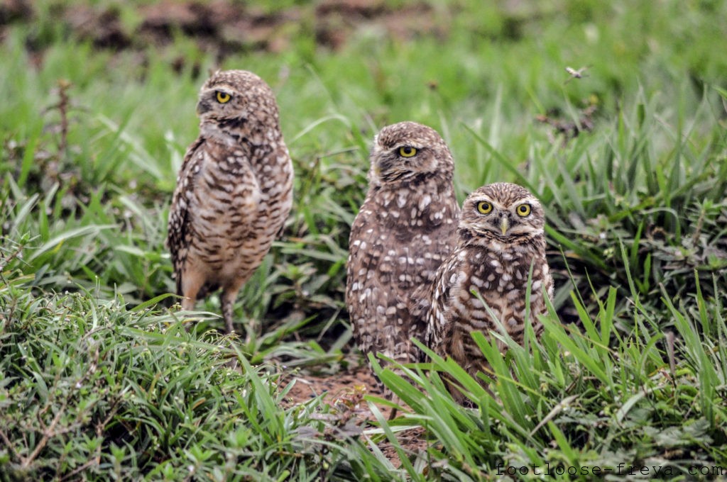 Burrowing Owls