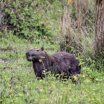 Capybara