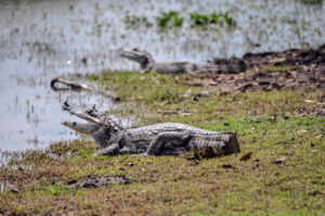 Spectacled Caiman