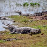 Spectacled Caiman