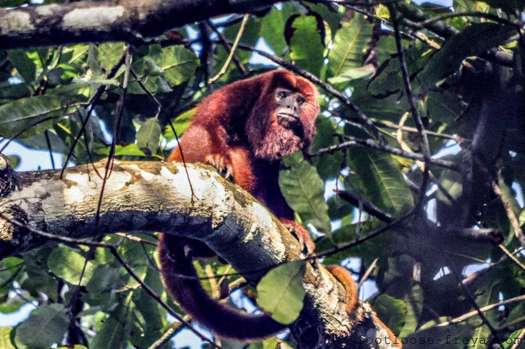 Red Howler, Parque Tayrona