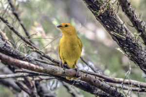 Orange-Fronted Yellow Finch