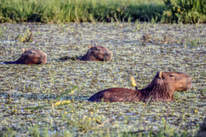 Capybaras