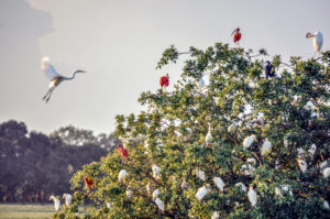 Great Egret