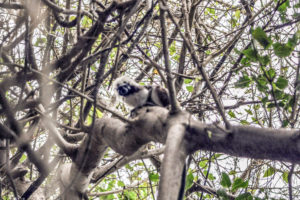 Cotton-Top Tamarin