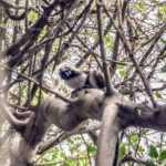 Cotton-Top Tamarin, Parque Tayrona