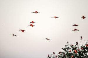 Scarlet Ibis'