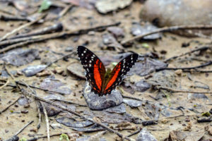 Scarlet Peacock Butterfly