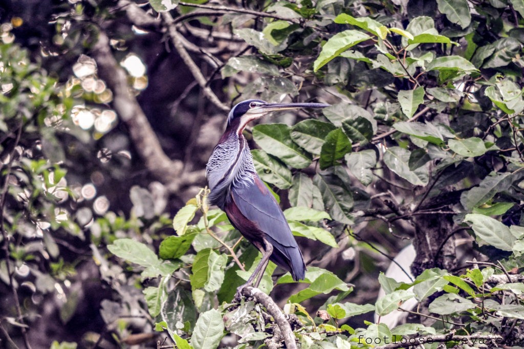 Agami Heron