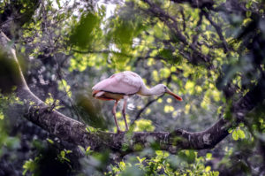 Roseate Spoonbill