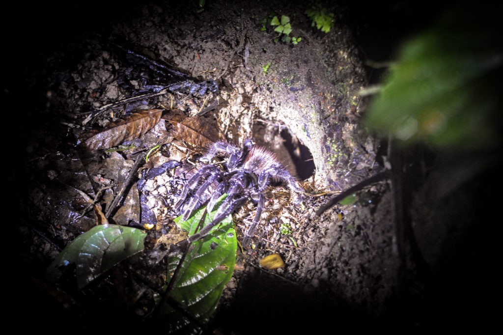 Tarantula, Amazon