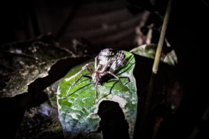 Wandering Spider, Amazon
