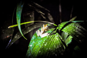 Tree Frog, Amazon