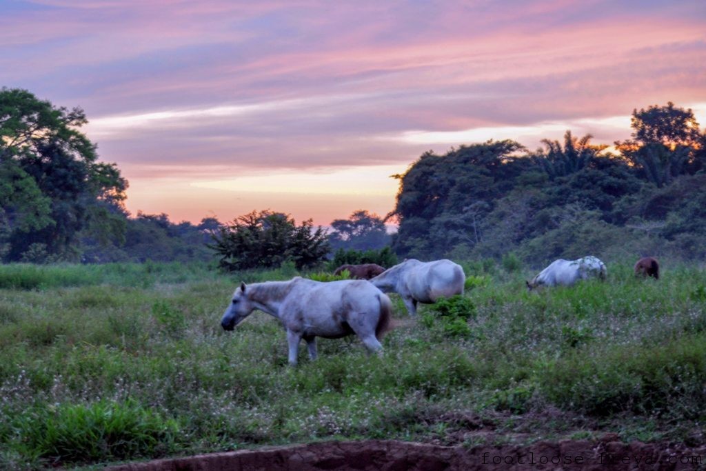 Wild Horses