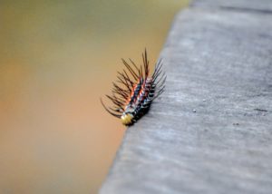 Caterpillar, Amazon