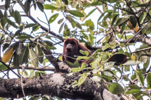 Red Howler Monkey