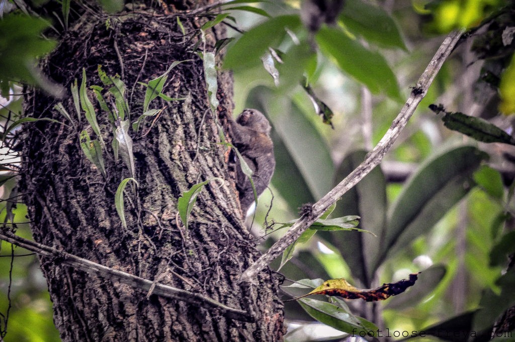 Pygmy Marmoset, Amazon