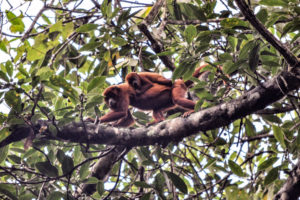 Red Howler Monkeys